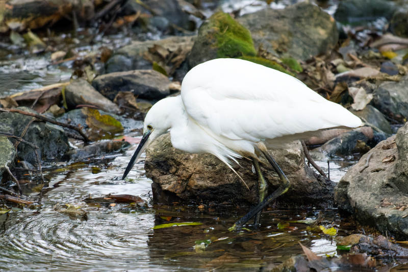 白鹭觅食溪边图片