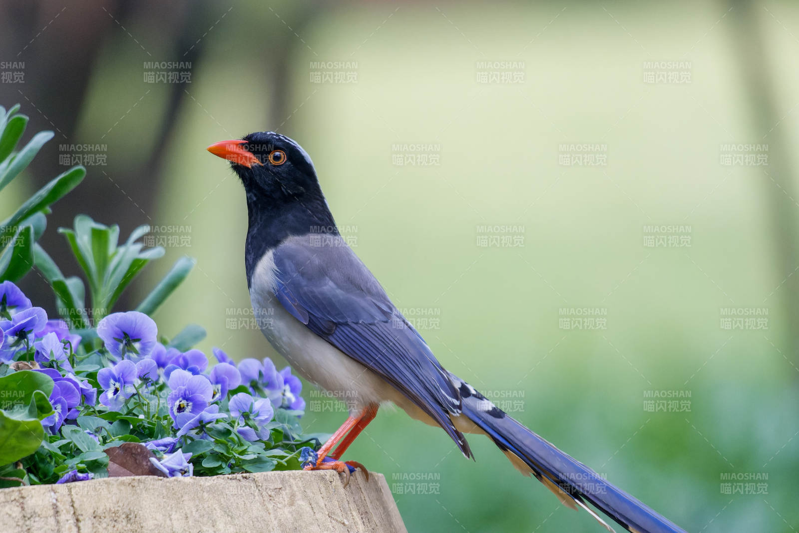 红嘴蓝鹊栖花丛图片