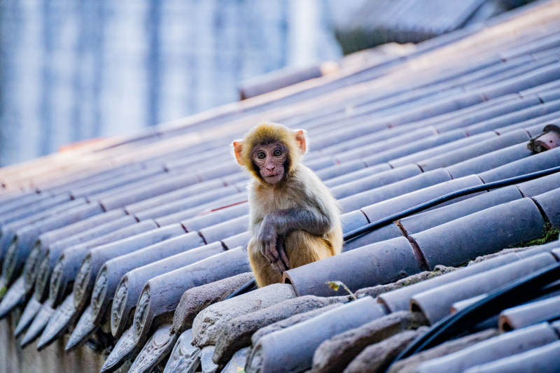 屋顶上的小猴图片