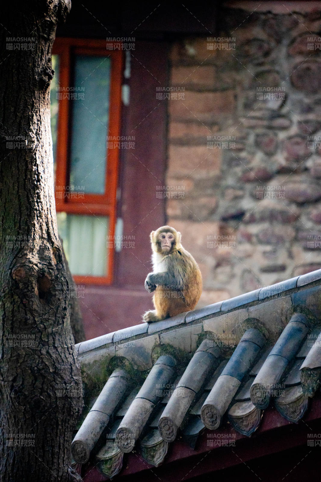 猴坐屋檐凝望图片