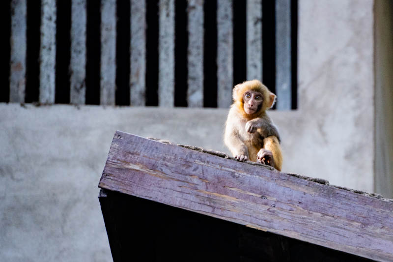 小猴栖息木梁上图片