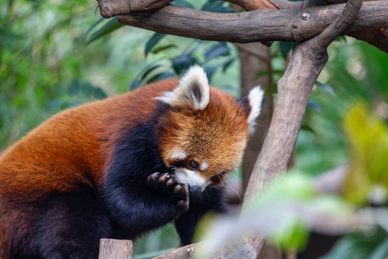 红熊猫啃爪图片