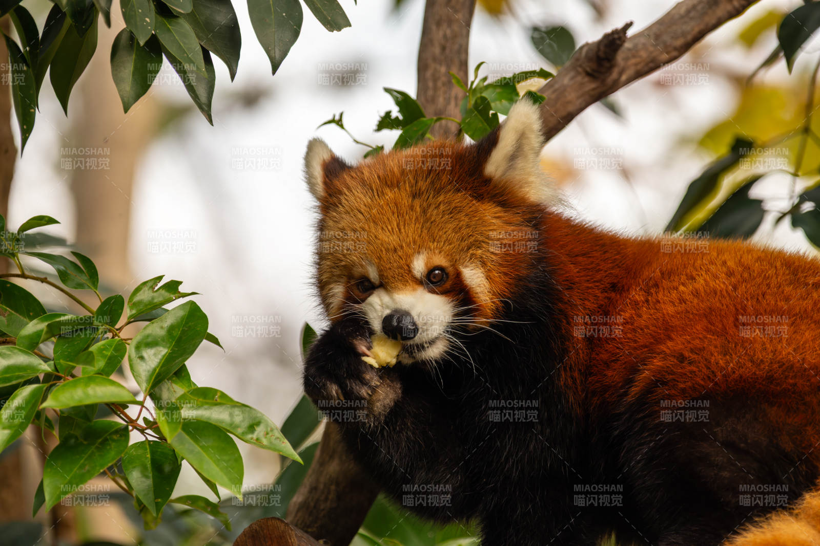 红熊猫啃食果实图片