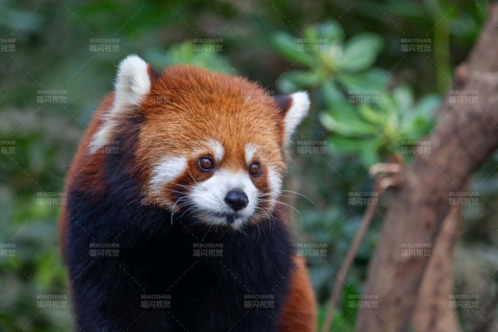 红熊猫凝视远方图片