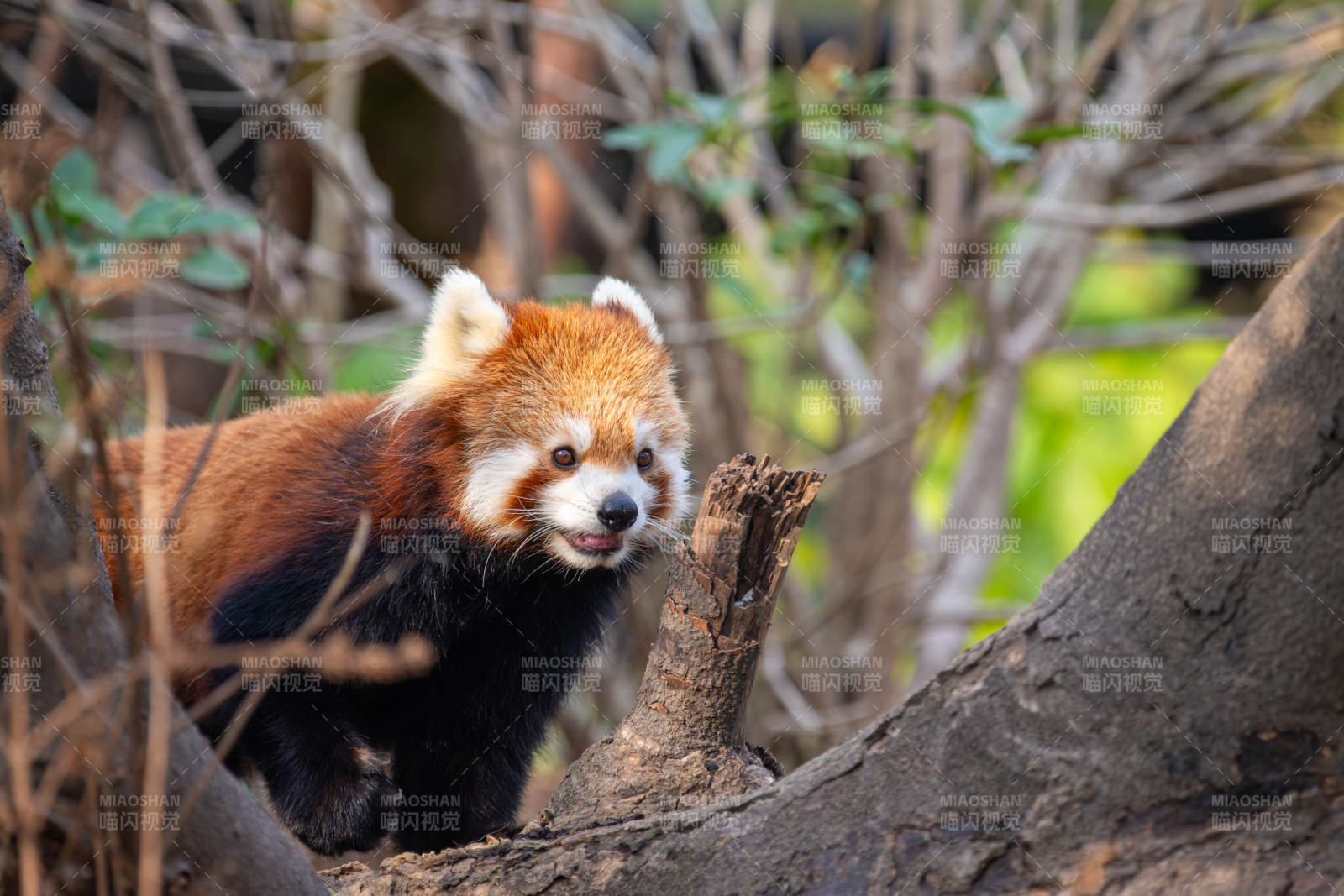 小熊猫在树上栖息图片