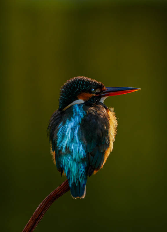翠鸟栖枝 静谧之美图片