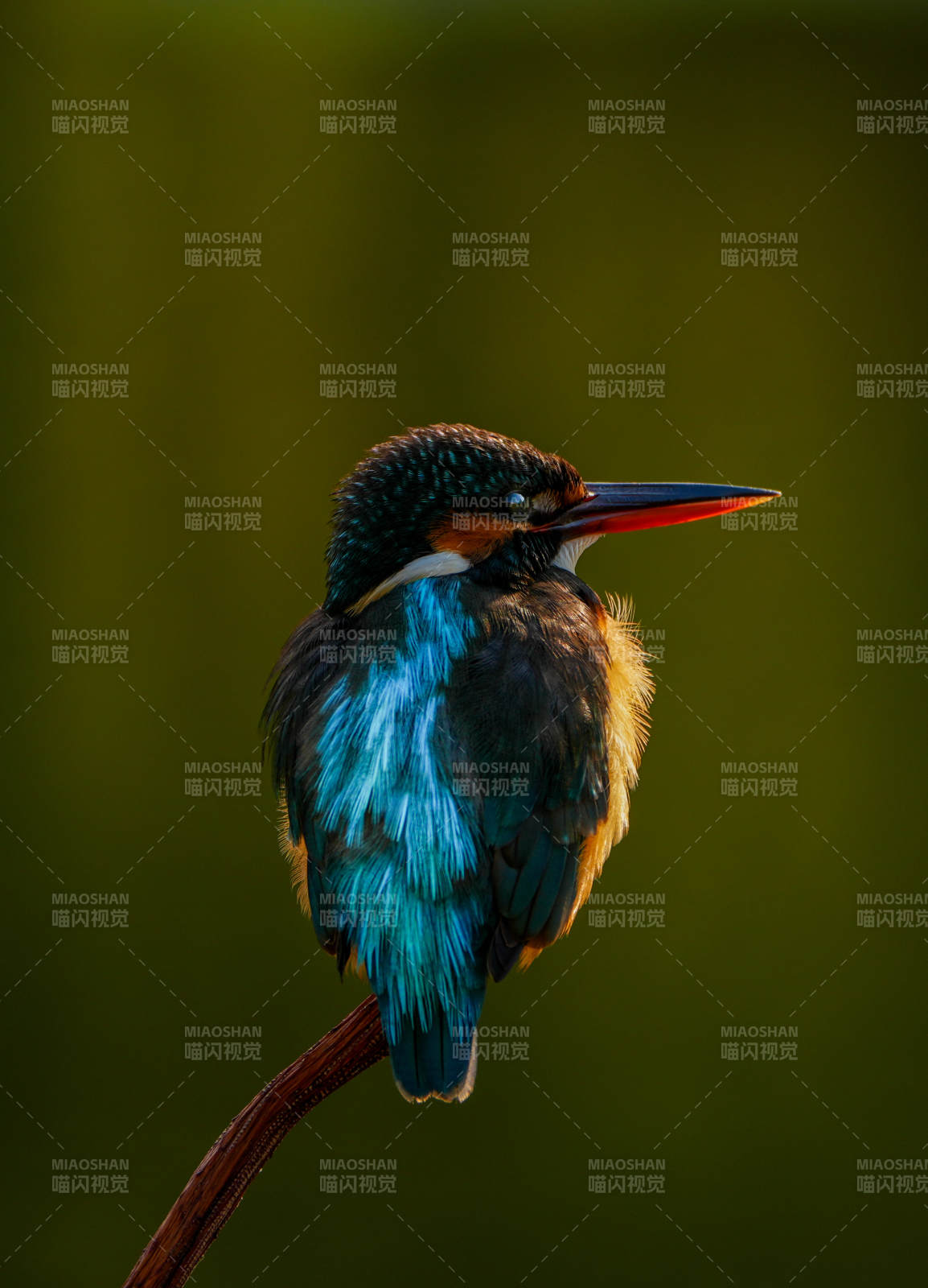 翠鸟栖枝 静谧之美图片