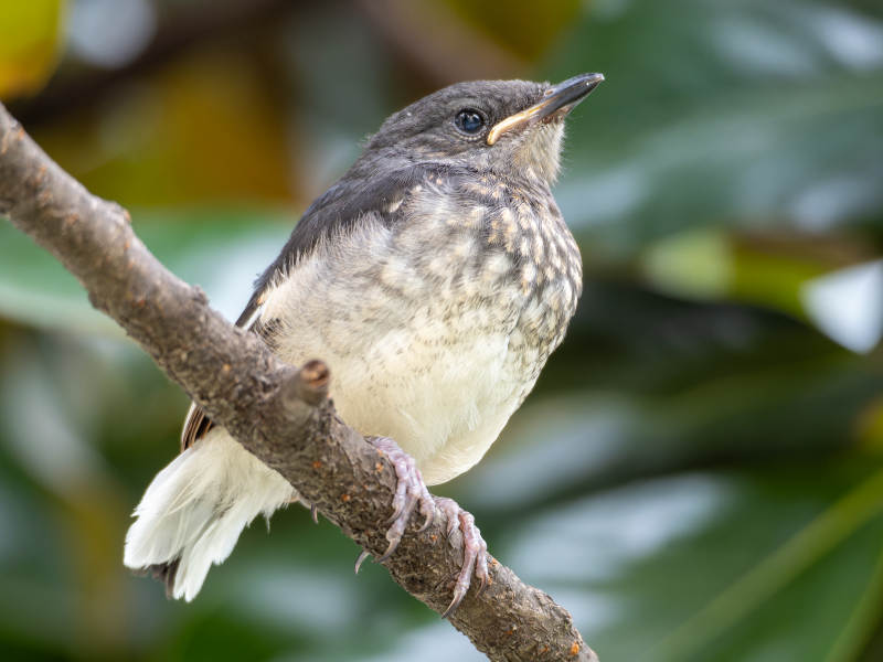 小鸟栖枝头图片