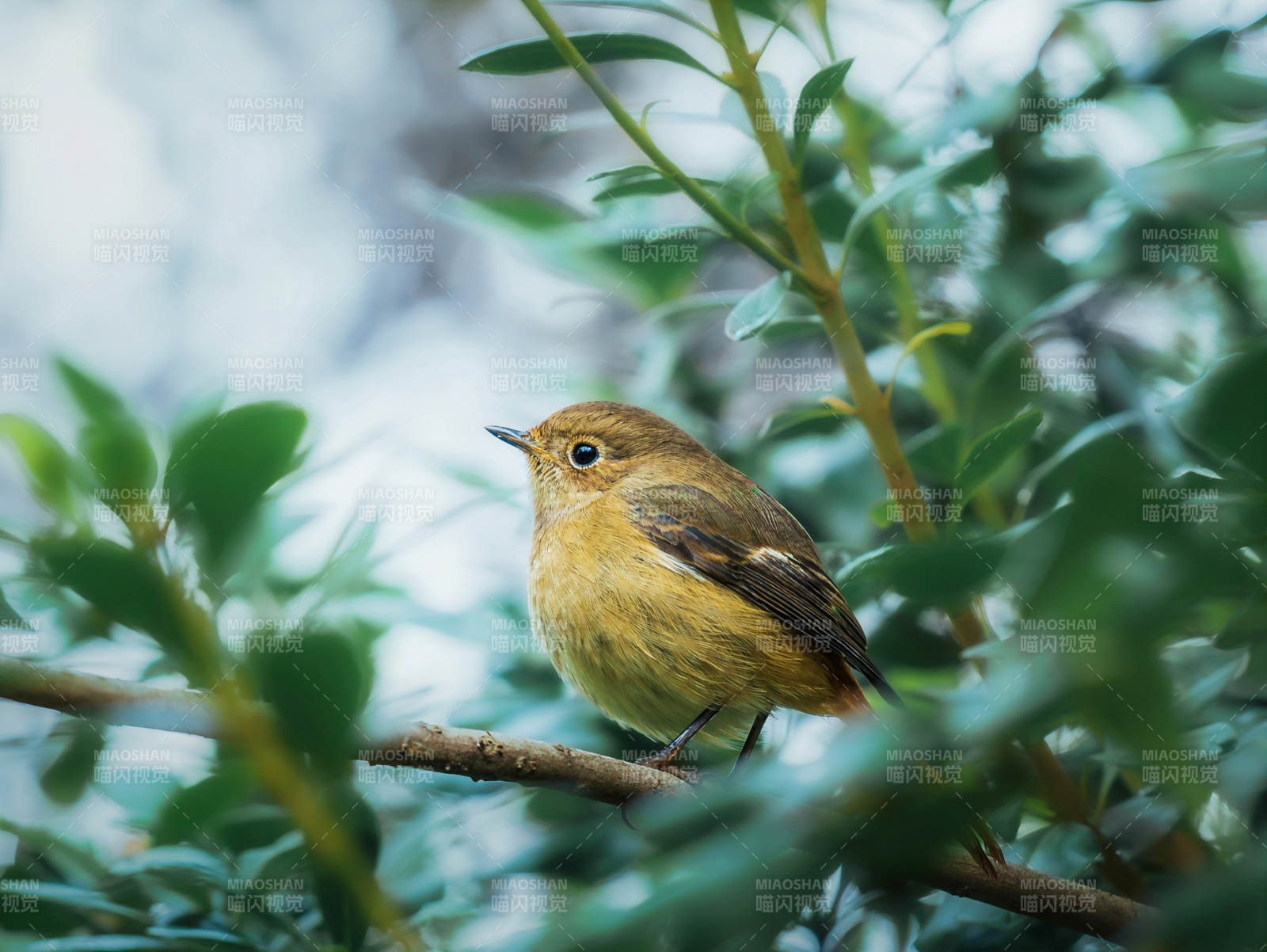 红尾鸲栖枝绿叶间图片