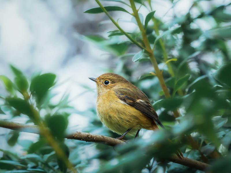 红尾鸲栖枝绿叶间图片