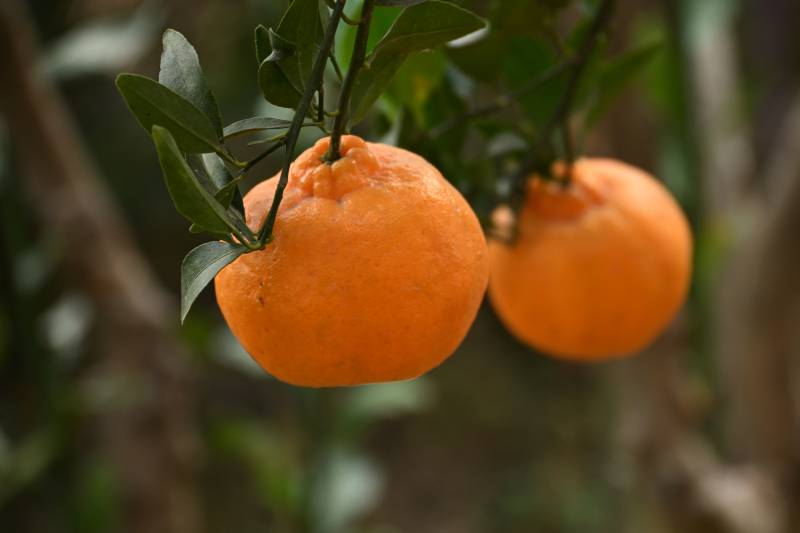 橘子挂枝头图片