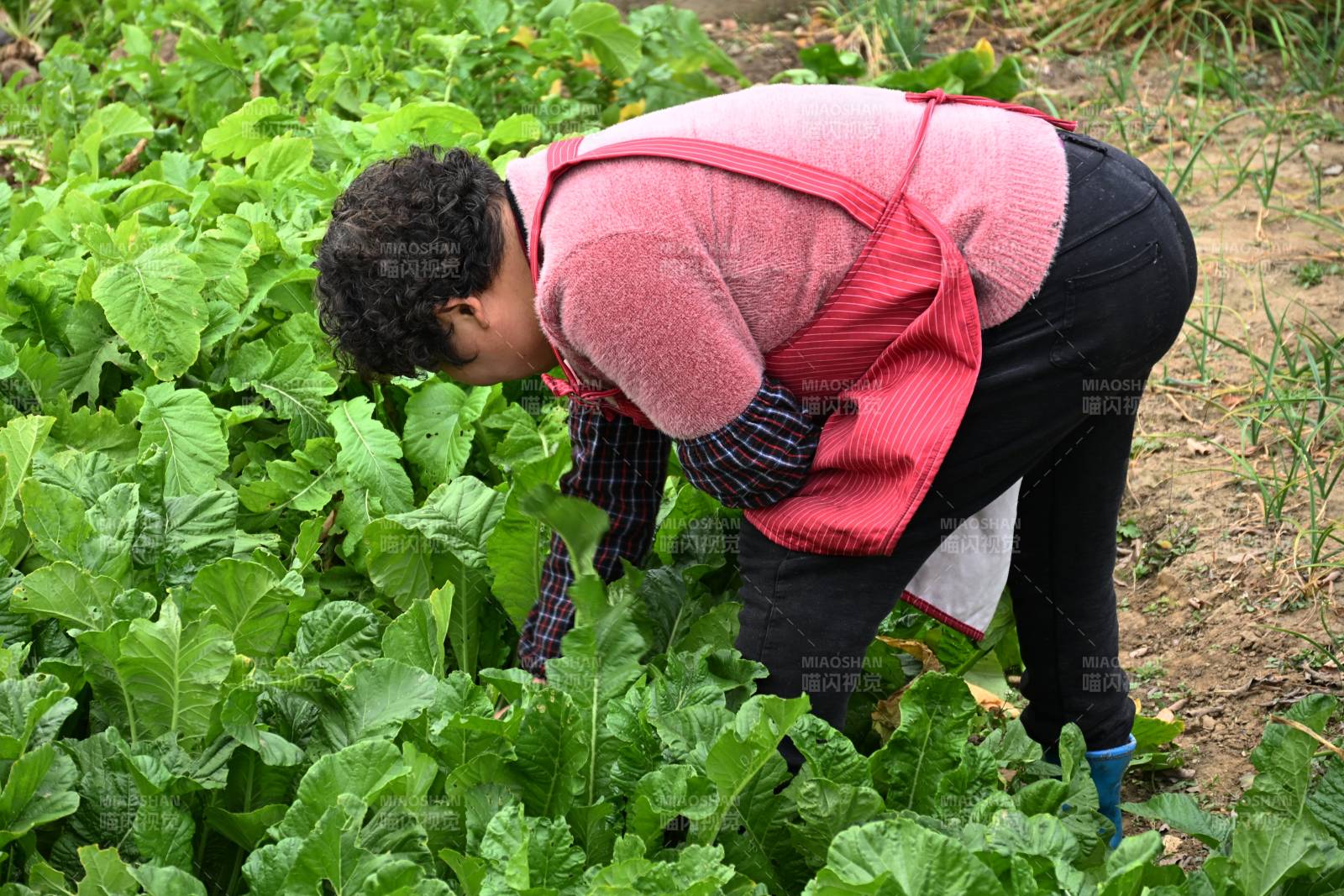 田园劳作的妇女图片