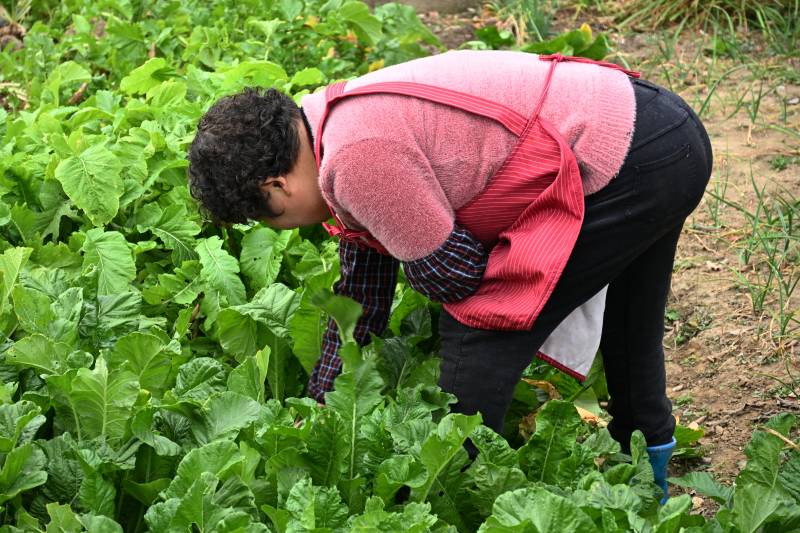 田园劳作的妇女图片