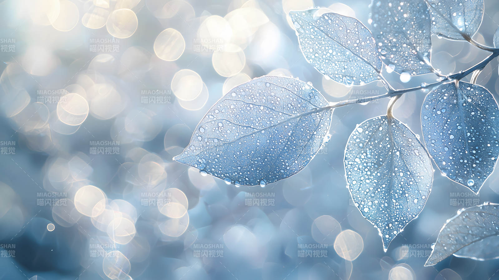 冰霜叶片上的光影诗意图片