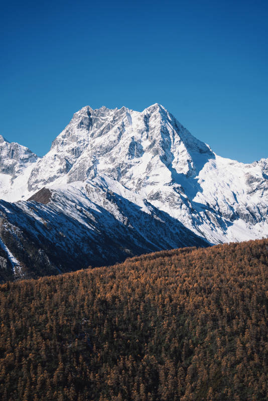 雪山秋林图片