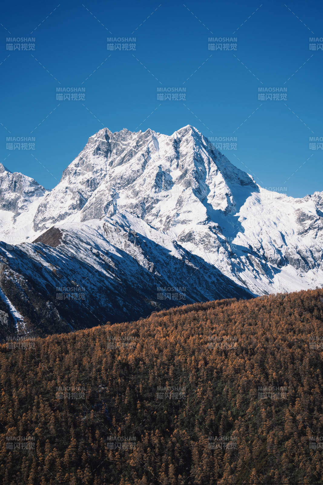 雪山秋林图片
