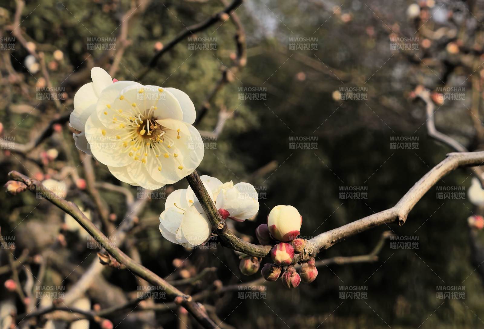 梅花绽放枝头图片