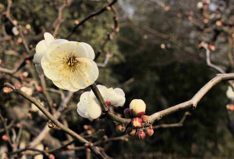 梅花绽放枝头图片