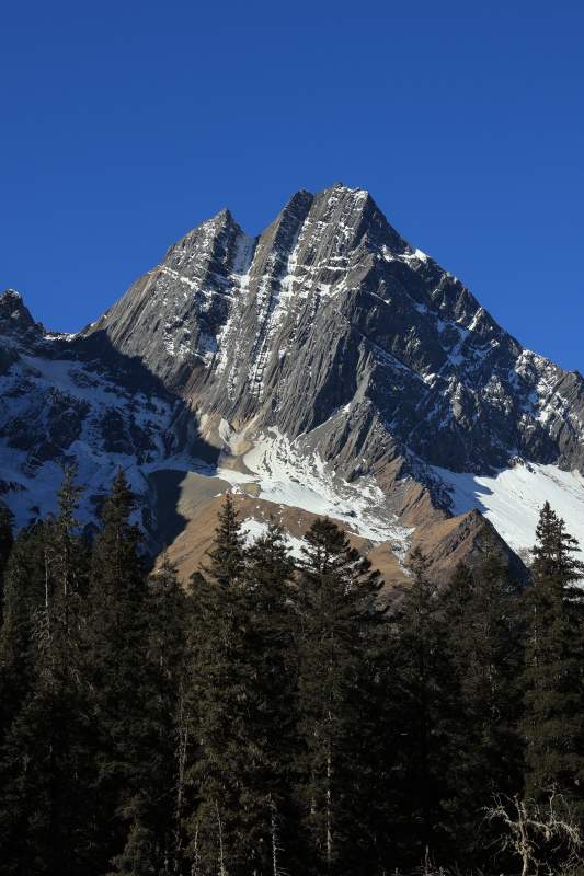 雪山巍峨 松林苍翠图片