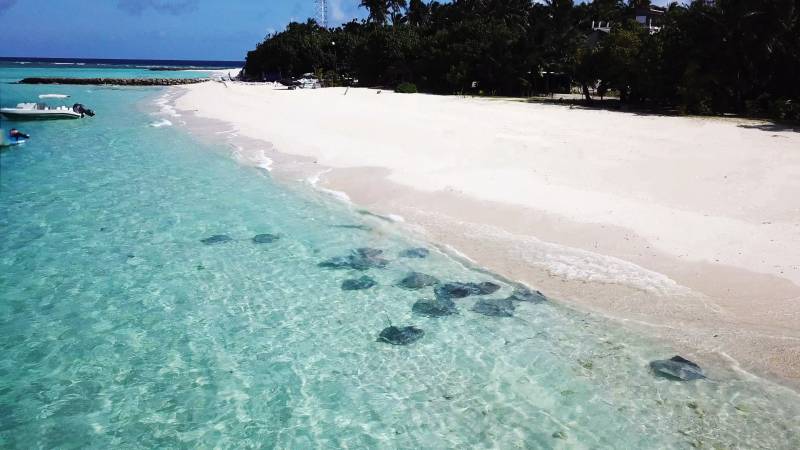 马尔代夫 居民岛 碧海白沙 静谧天堂图片