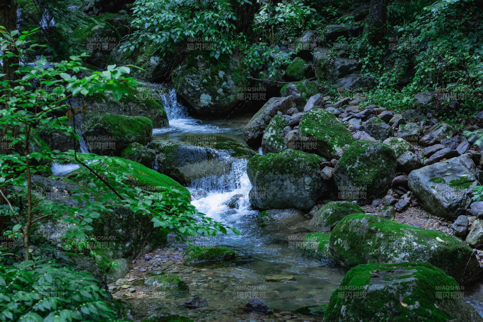 溪流穿林 绿意盎然图片