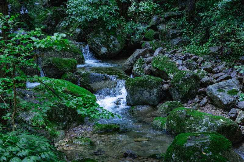 溪流穿林 绿意盎然图片