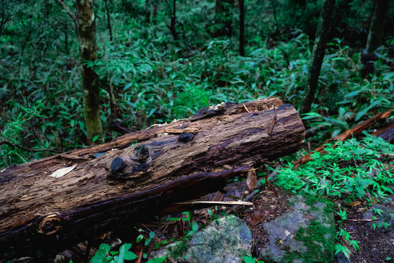 林间朽木静卧图片