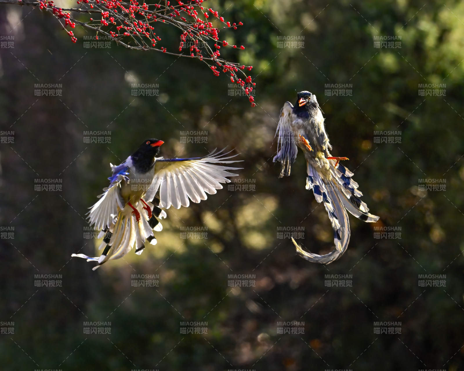 红嘴蓝鹊飞翔图图片