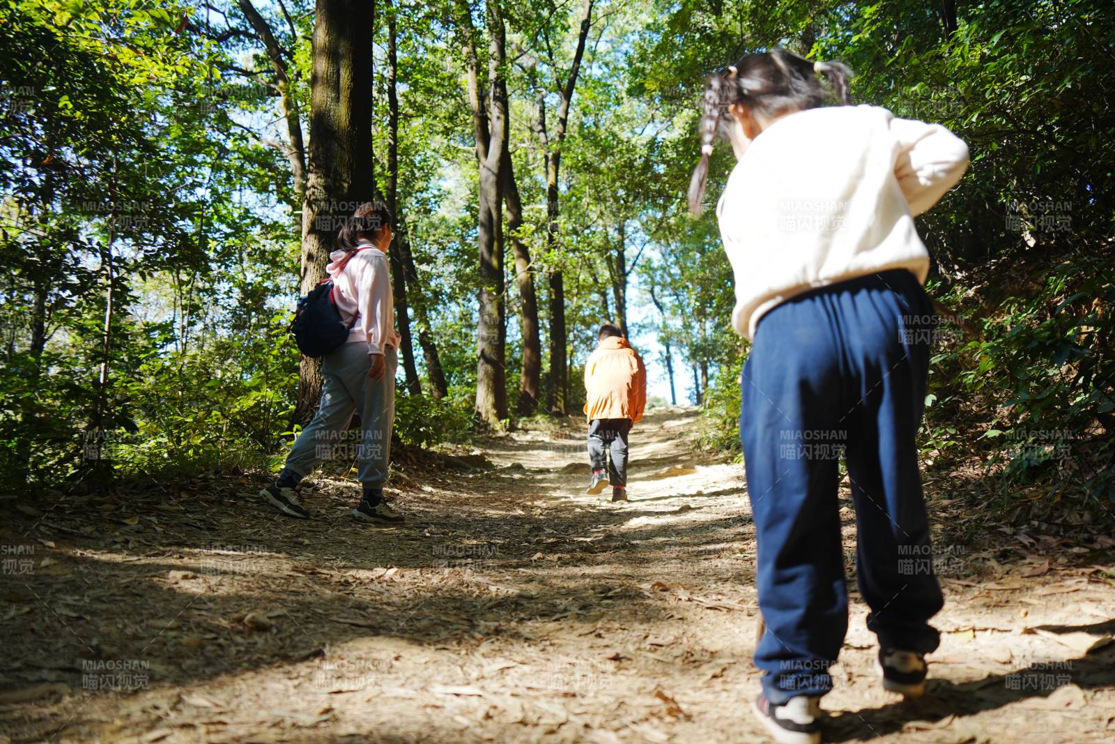 林间小径漫步图片