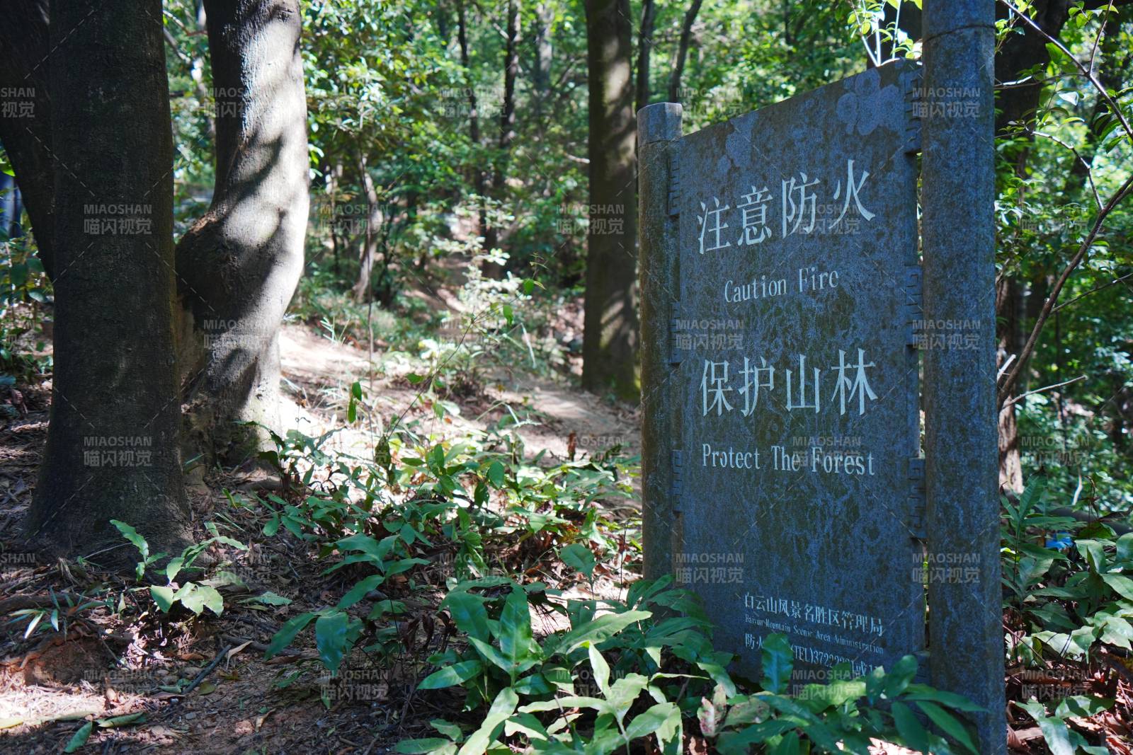 防火护林 爱护森林图片