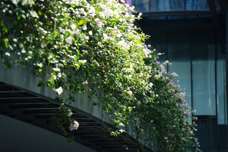 花墙垂绿 生机盎然图片
