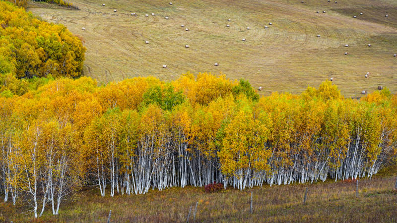 乌兰布统秋林金黄 白桦成行图片