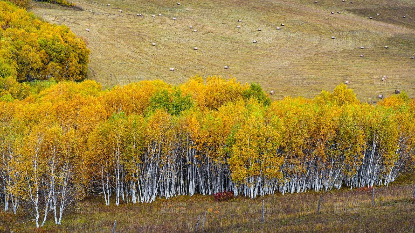 乌兰布统秋林金黄 白桦成行图片