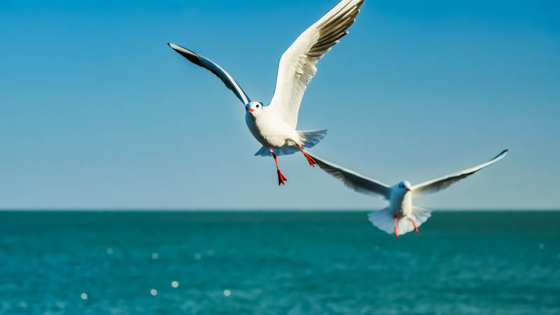 海鸥翱翔蓝天碧海图片