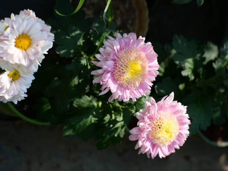 粉白雏菊绽放图片