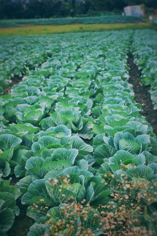 绿意盎然的菜田图片