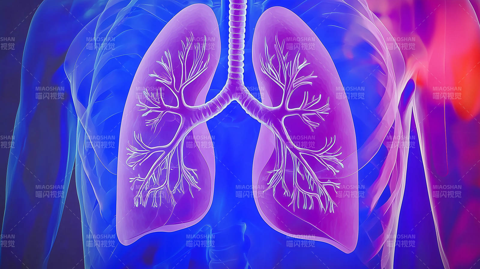 人体肺部结构高清医学影像图片