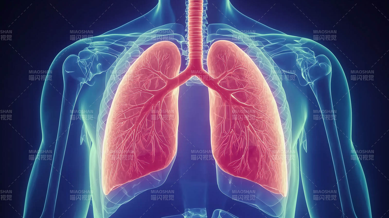 人体肺部结构高清医学影像图片