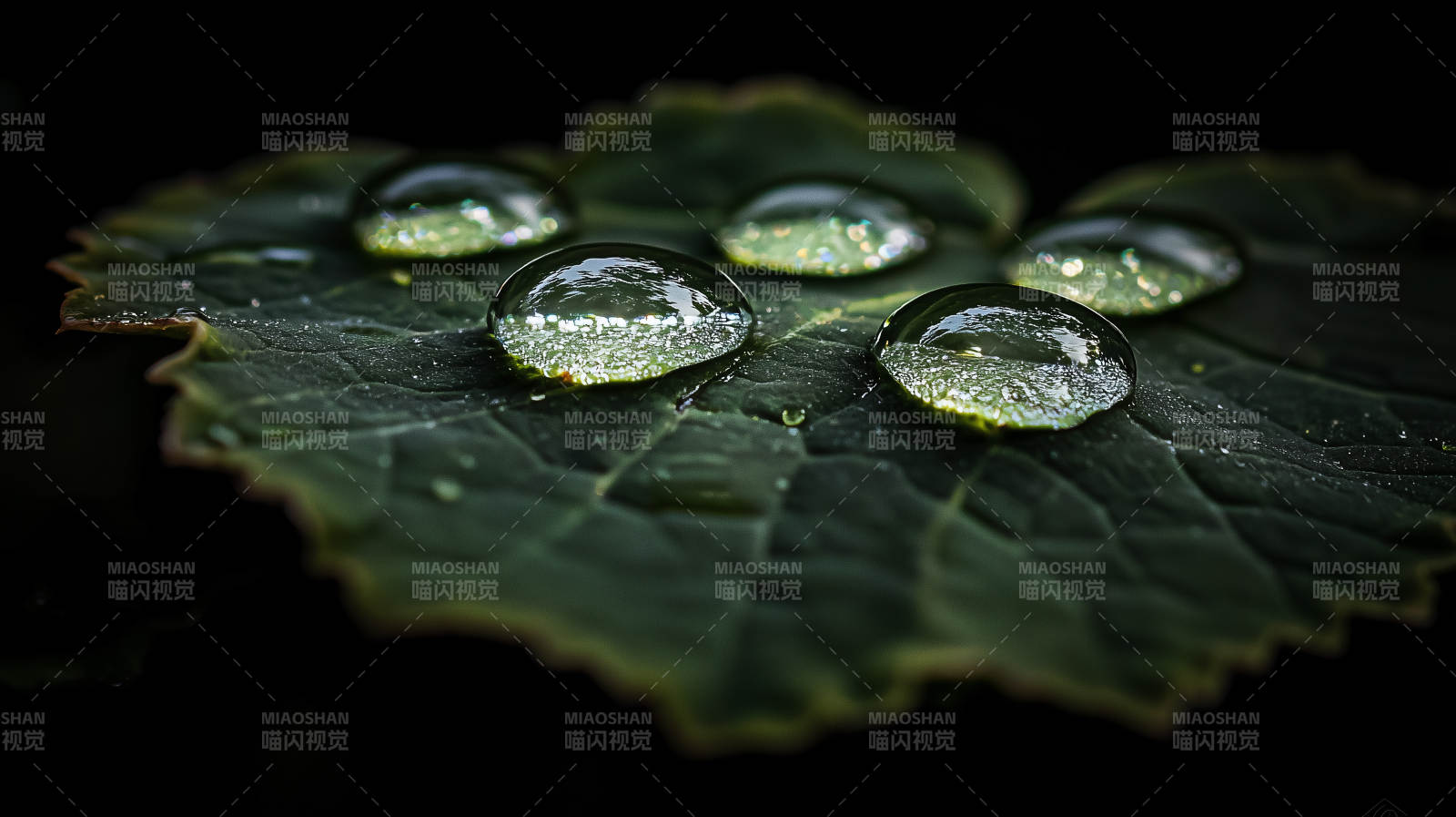 叶上露珠晶莹图片