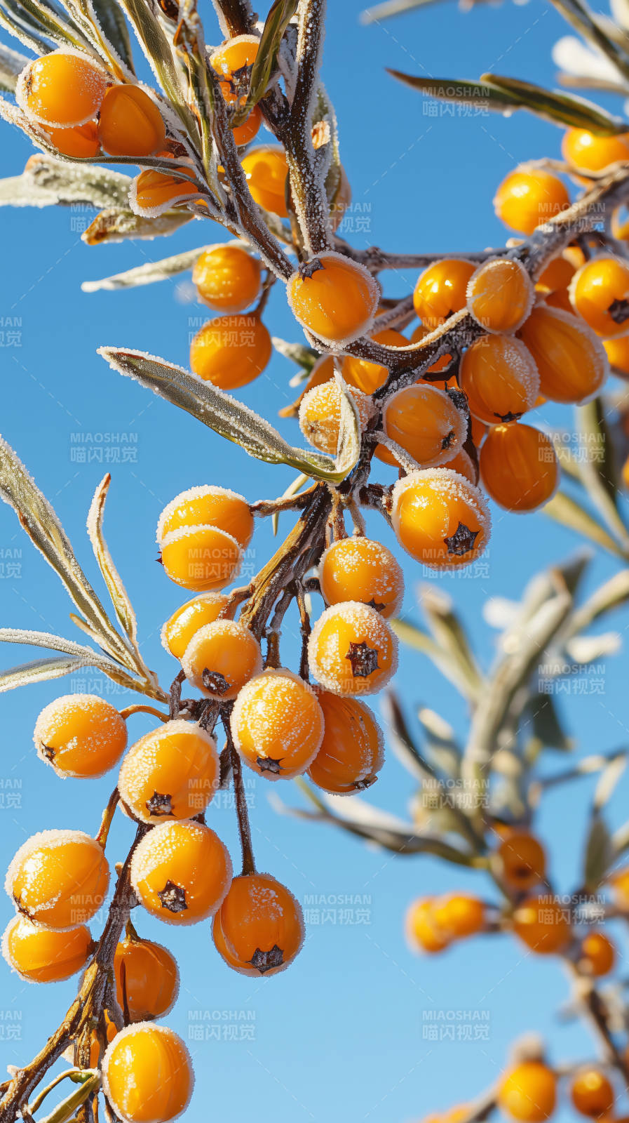 沙棘果挂枝头图片