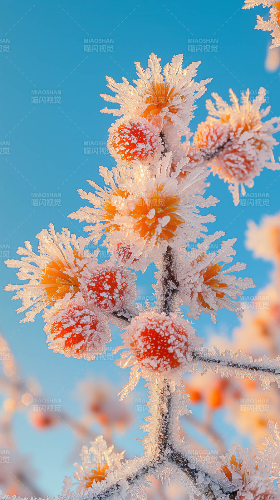 霜花映日图片