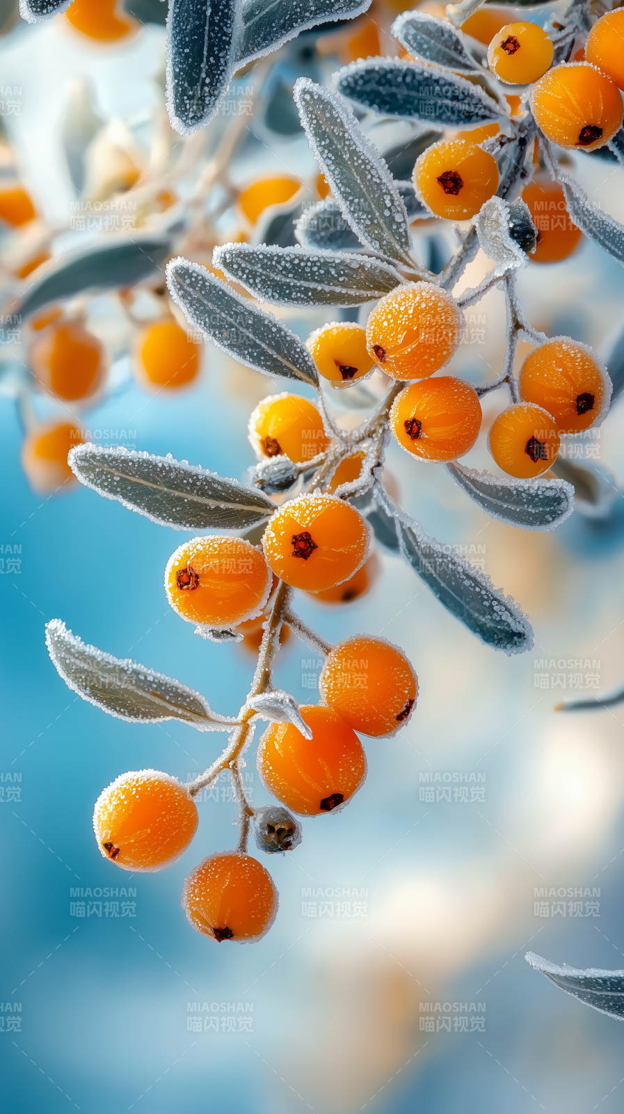 霜覆橙果枝头图片