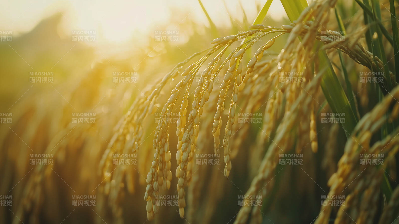 金稻迎晨光图片