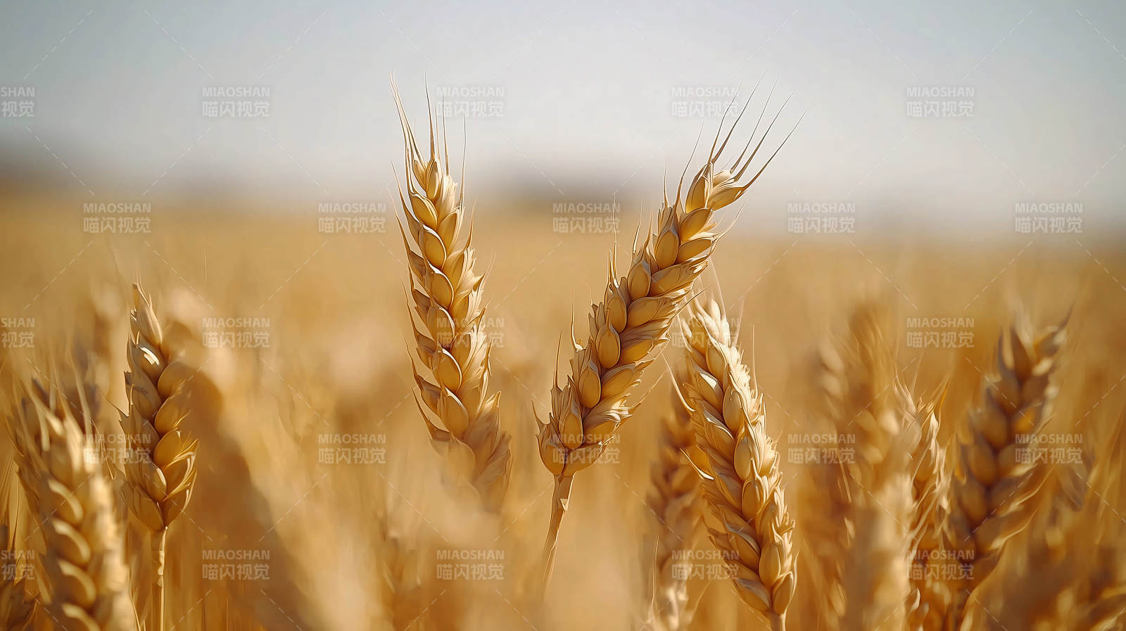 金黄麦穗迎风摇曳图片