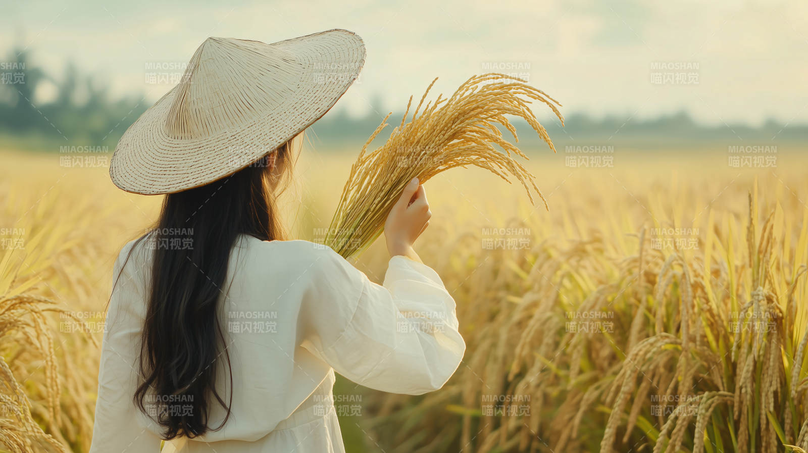 稻田中的少女图片