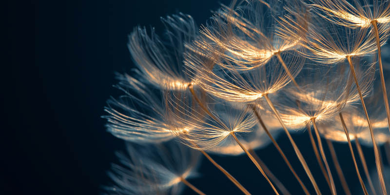 蒲公英的轻盈瞬间图片