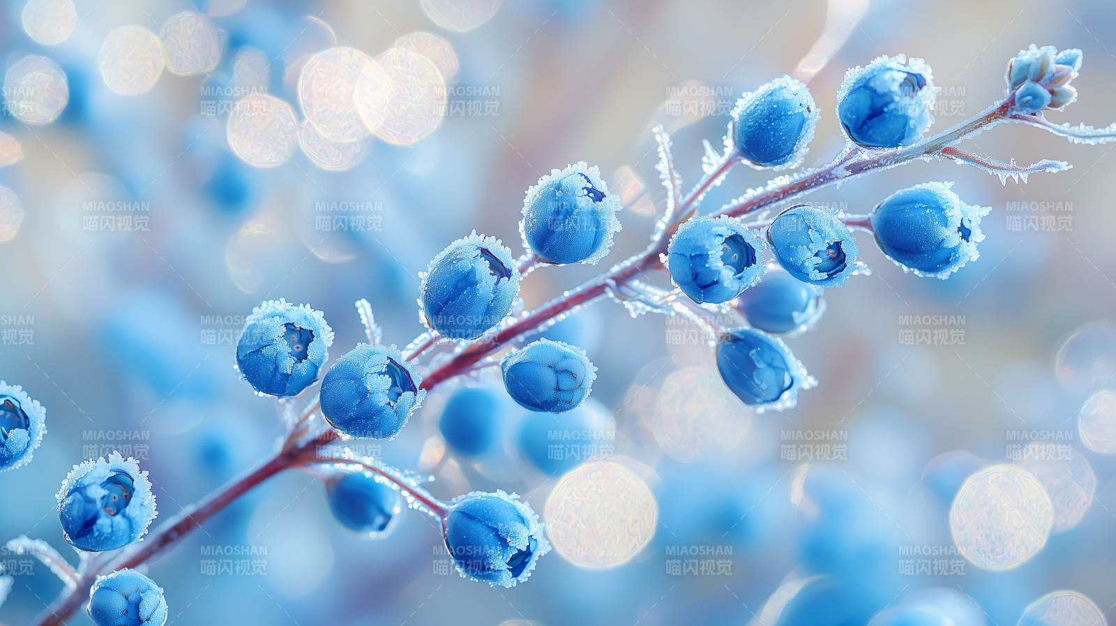 蓝莓枝头晶莹剔透图片