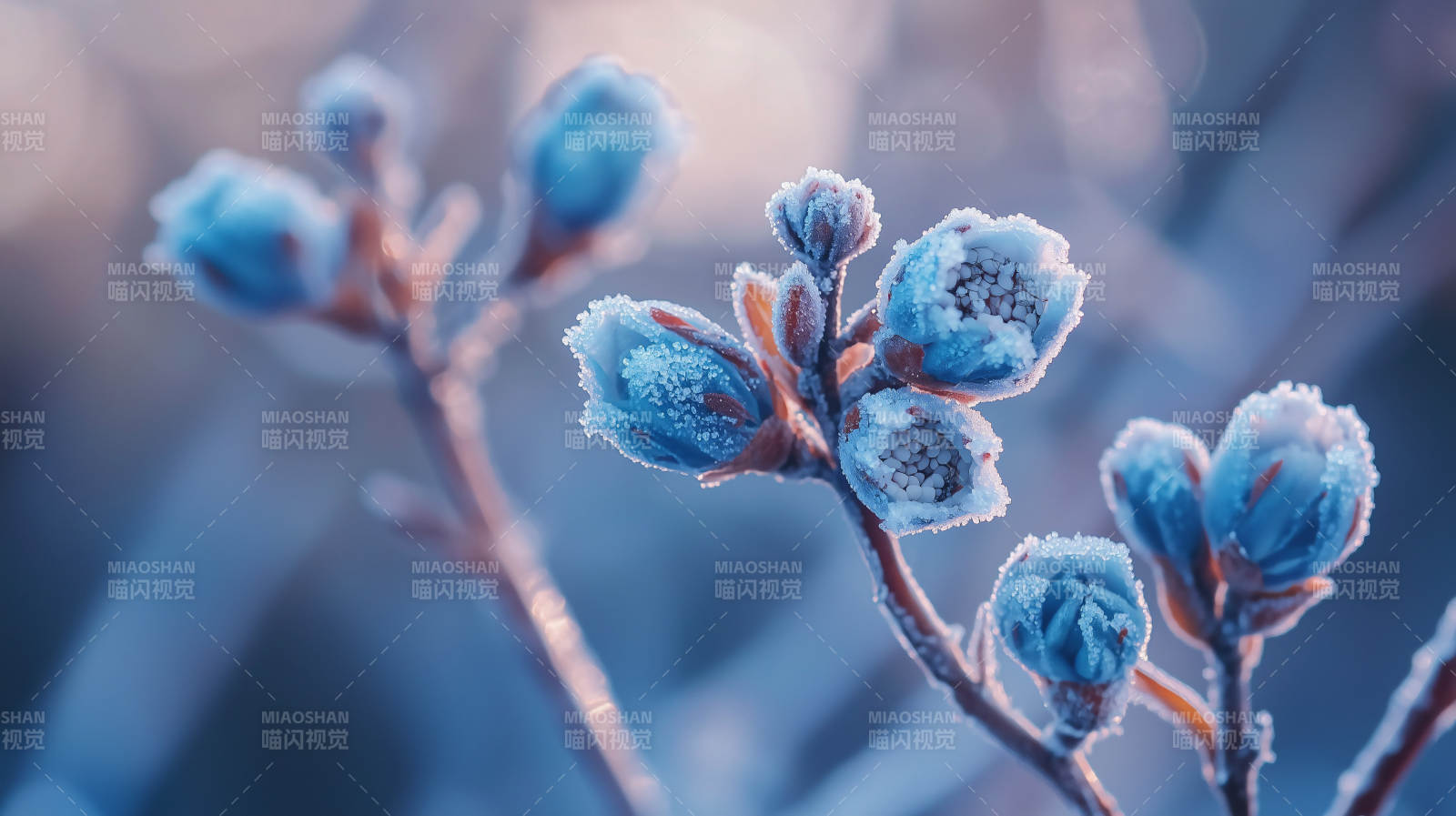 霜花绽放枝头图片