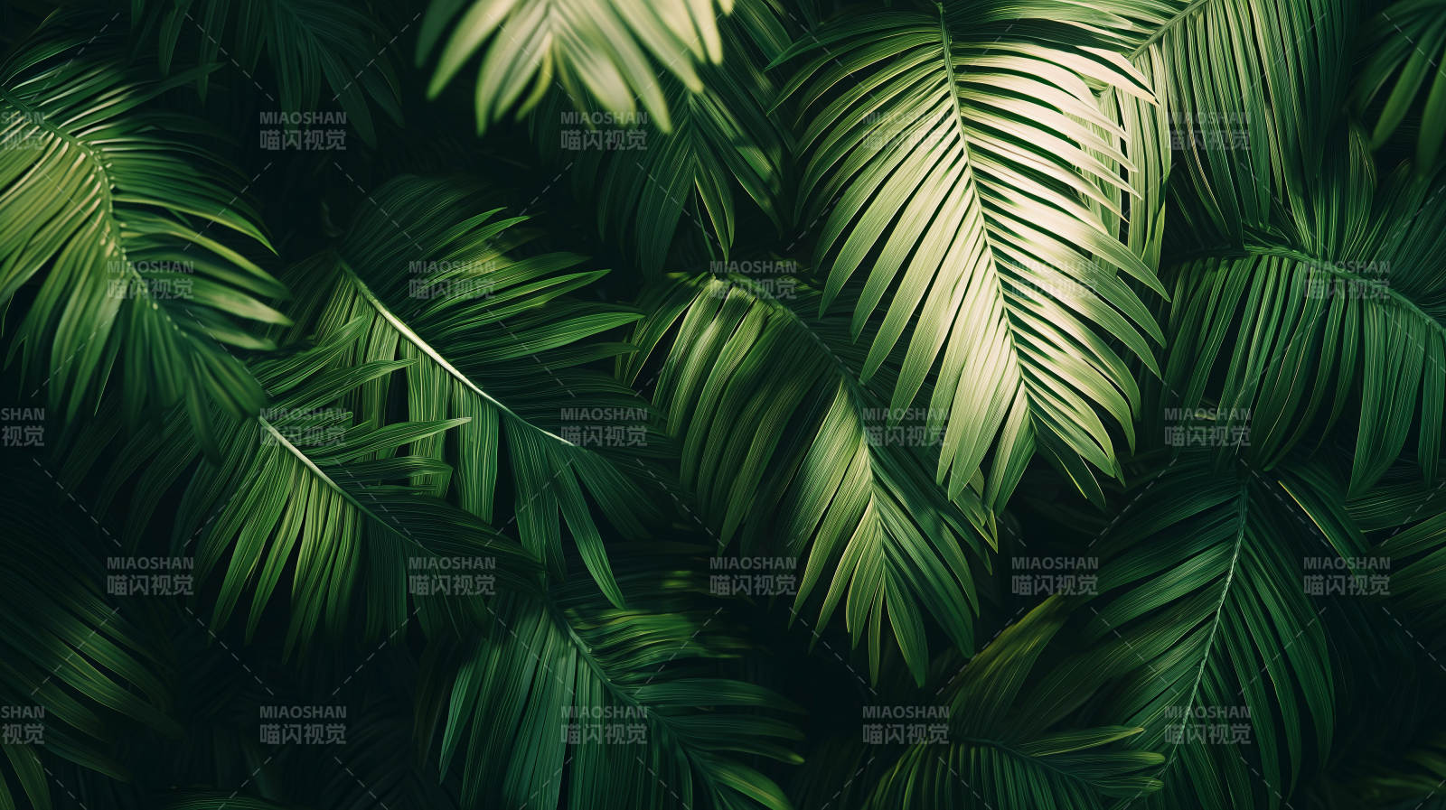 热带绿叶背景图片