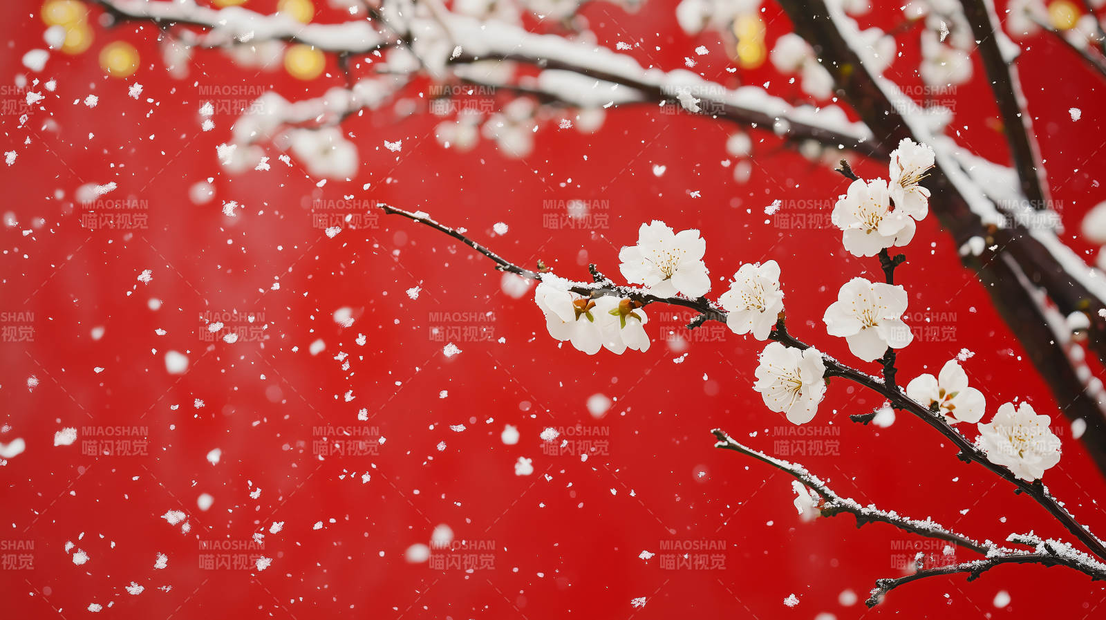 雪中梅花绽放图片